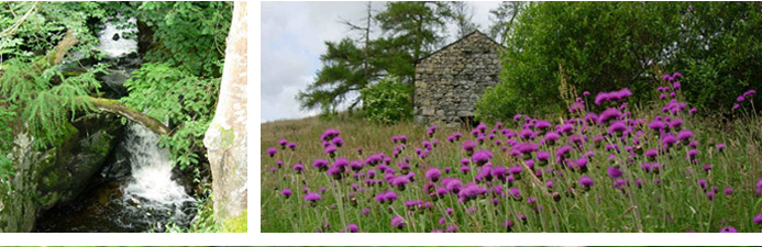 Crookwath Cottage: Lucys Wood